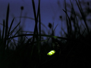 Glow_worm_lampyris_noctiluca